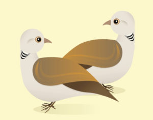 A vector illustration of two turtle doves.