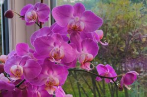 Orchid 26.9.22 - Copy (2)
