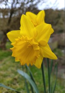Daffodil Big Yellow Friday 1.3.24